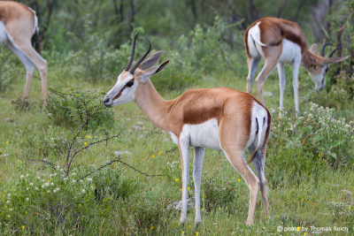 Springbok habitat