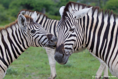 Zebra und Kalb