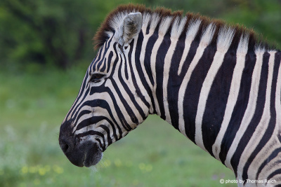 Plains Zebra mane
