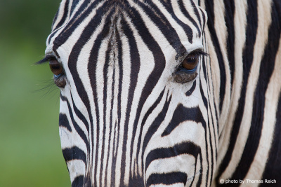 Plains Zebra head