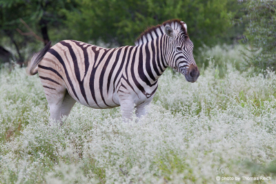 Common Zebra size