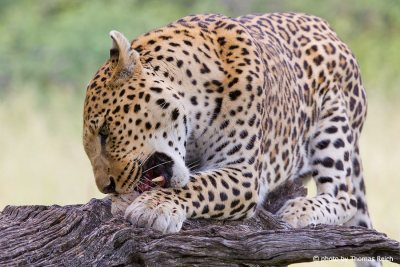 Leopard eats its prey
