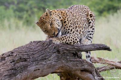 Leopard eats