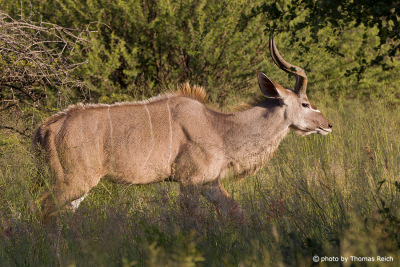 diamond lesser kudu