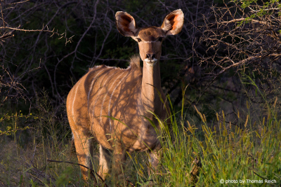 Greater Kudu in Bush landscape, Africa