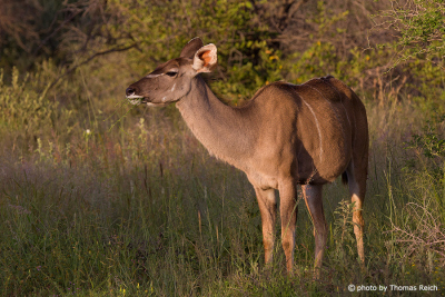 Kudu Antilope beim Fressen