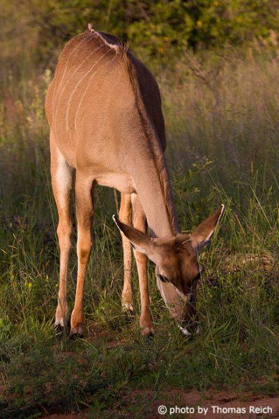 Greater Kudu female feeding on gras