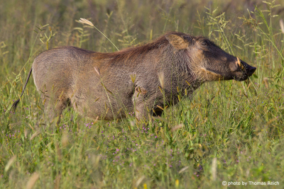 Common Warthog pig appearance