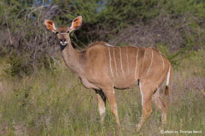 Greater Kudu Antelope Namibia