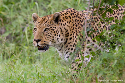Leopard lurking