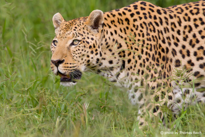 Leopard in savannah Namibia