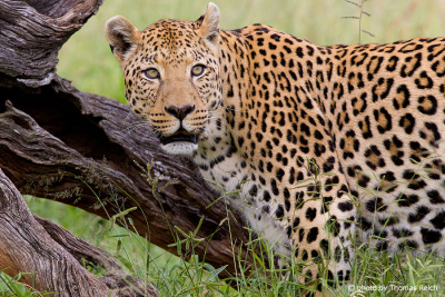 Leopard habitat