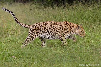 Leopard walking in the savanna