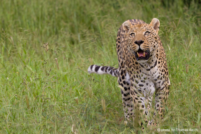 Leopard running