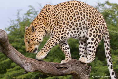 Leopard climbing on tree