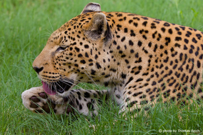 Leopard säubert seine Pfoten