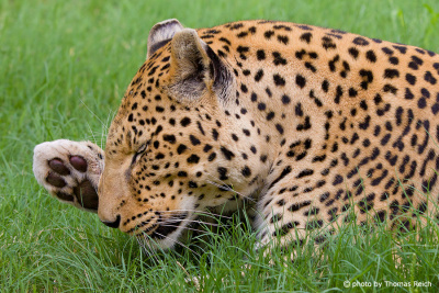 Leopard body care