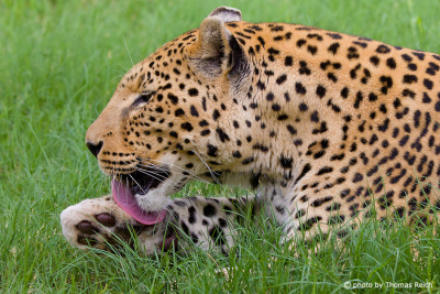 Leopard licks his paws