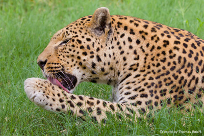 Leopard nose