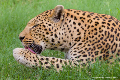 Leopard animal in Africa