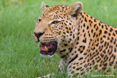 Leopard predatory cat