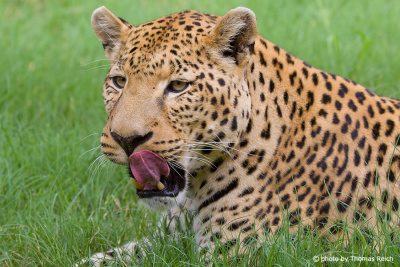Leopard tongue