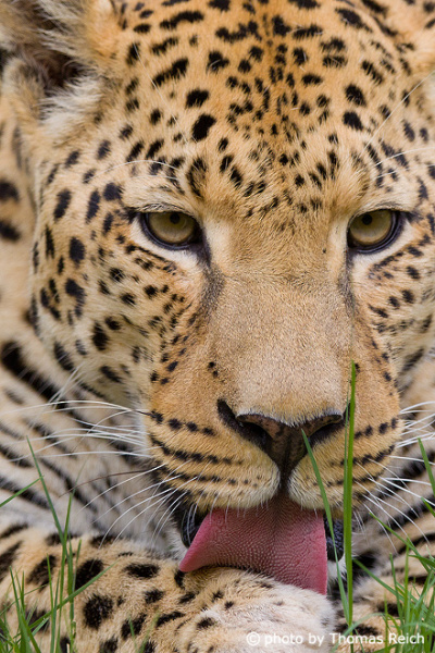 Leopard licks paw
