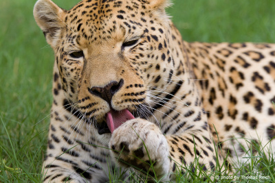Leopard cleaning paws after eating