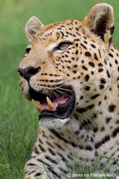 Leopard showing canine teeth
