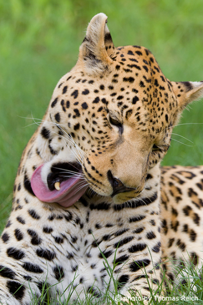 Leopard preening