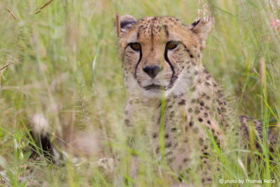 Cheetah hiding in grass