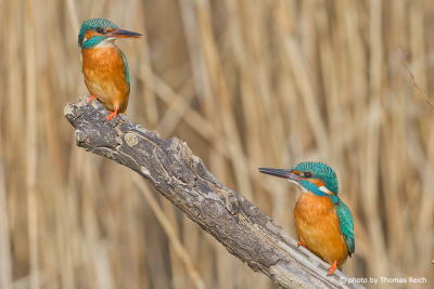 Common Kingfisher female vs male