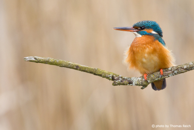 Common Kingfisher female perches on branch