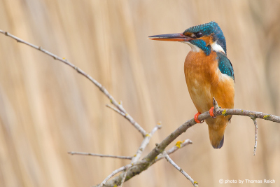 Common Kingfisher in front of reed belt