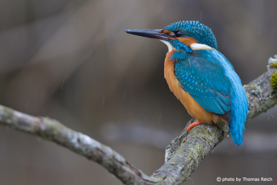 Common Kingfisher at river