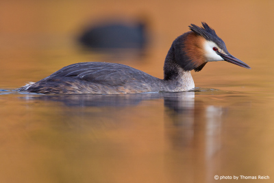 Adult Great Crested Grebe swims