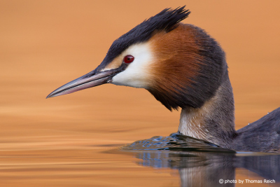 Great Crested Grebe head