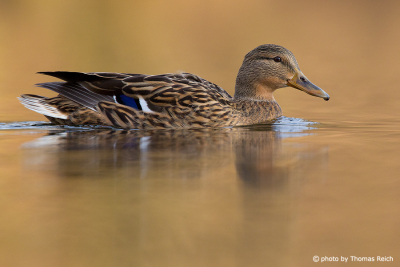 Mallard duck foraging