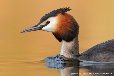 Great Crested Grebe black feather tufts on the head