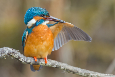 Common Kingfisher cleaning wings and feathers