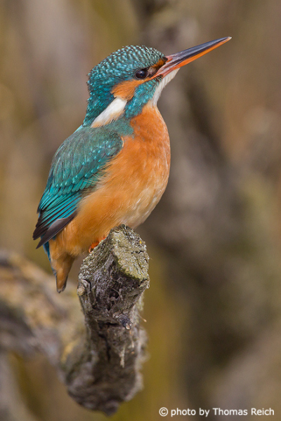 Common Kingfisher ist East Germany