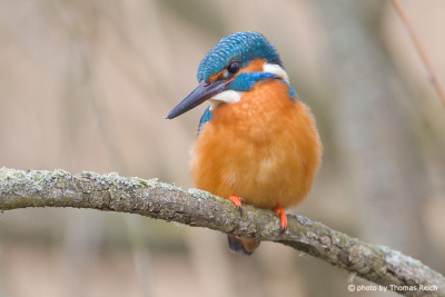 Front close up of wild kingfisher bird