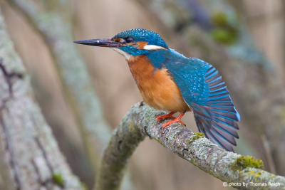 Common Kingfisher stretching