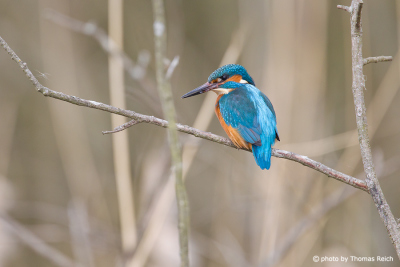 Common Kingfisher perching on branch