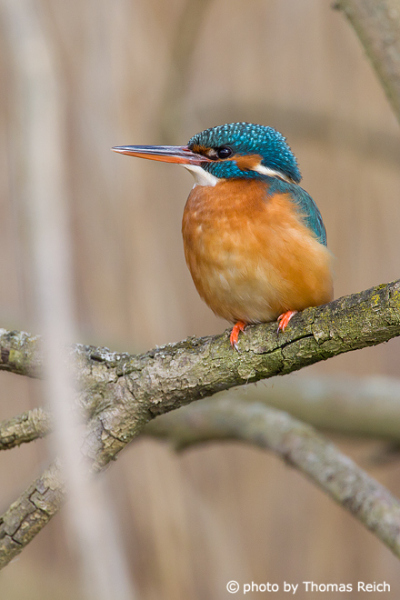 River Kingfisher wildlife