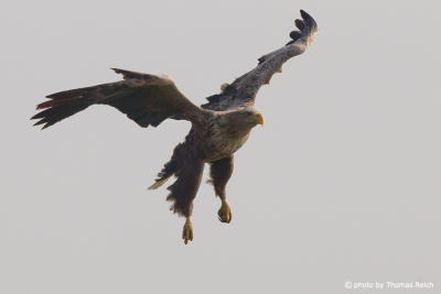 White-tailed Eagle with legs outstretched