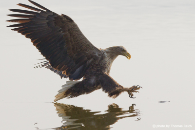 White-tailed Eagle approaching fish in water