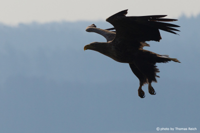 White-tailed Eagle Silhouette in flight