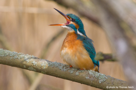 Common Kingfisher begging for food