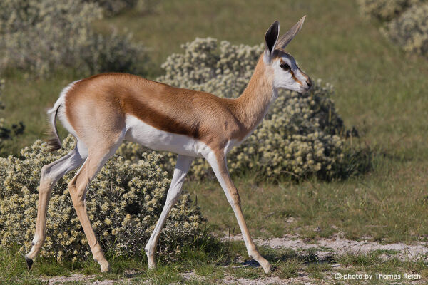 Springbok female